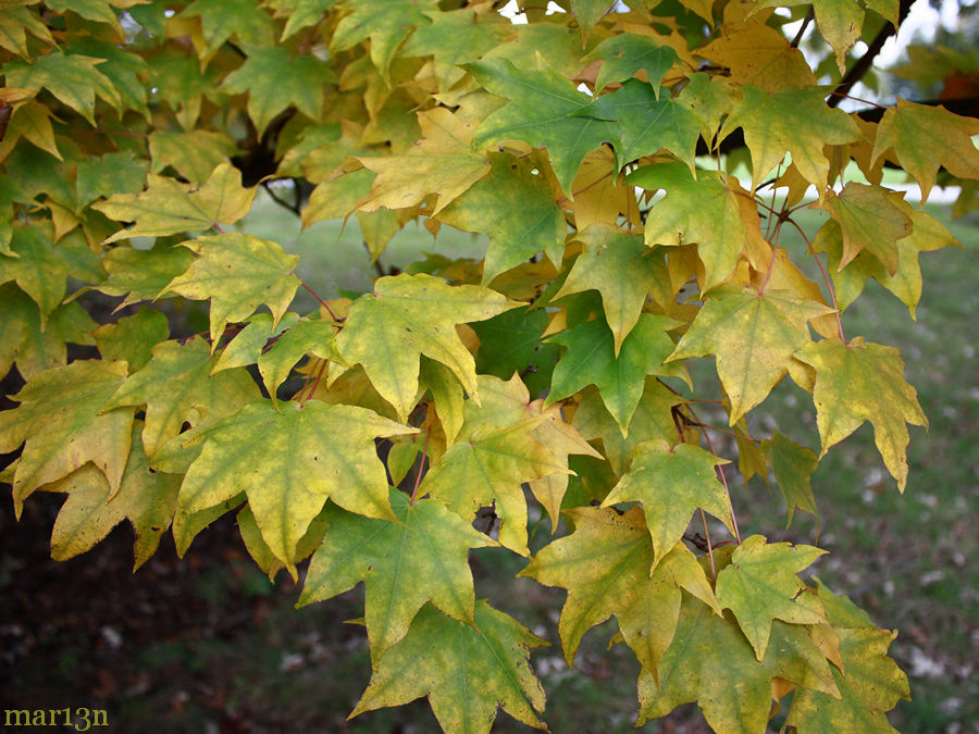 Shantung Maple fall foliage