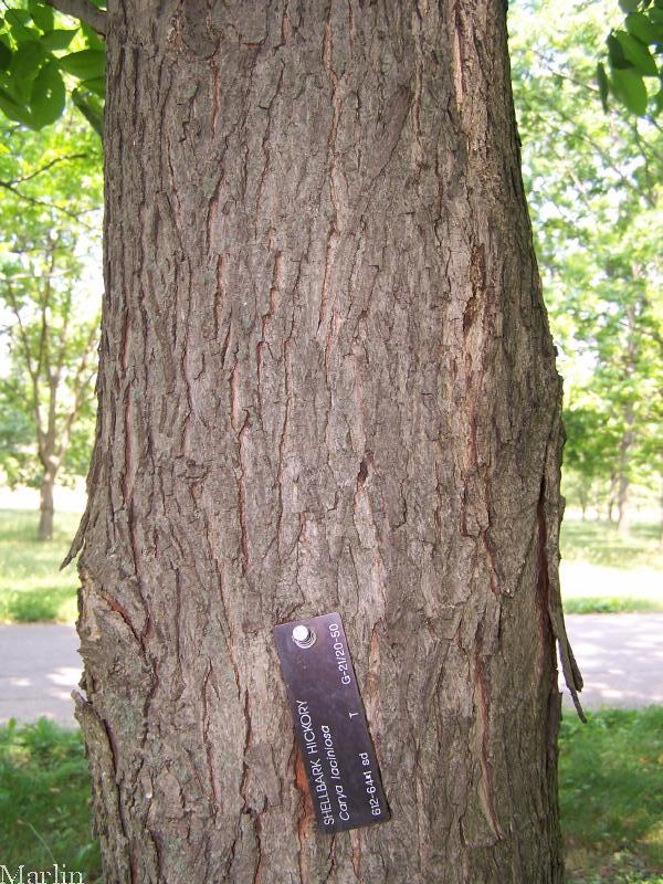 Shellbark hickory bark