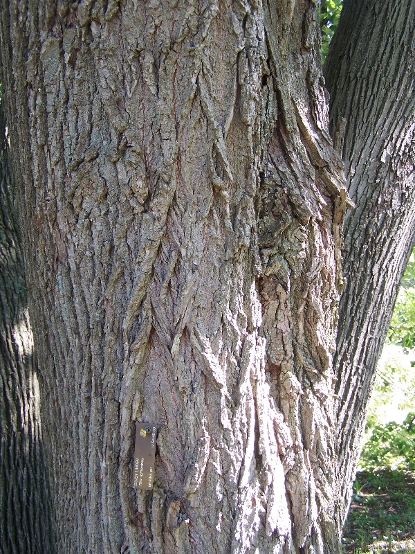 Silver Linden Bark