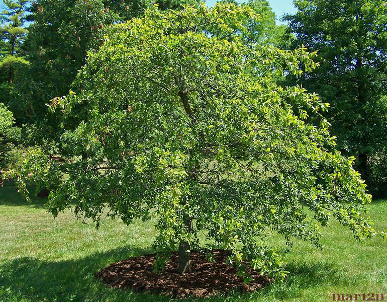 Sour Gum Tree