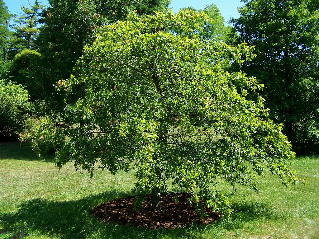 Sour Gum Tree