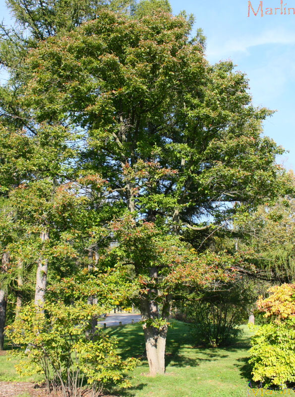 Sour Gum Tree