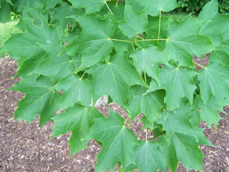 Sugar Maple Leaves