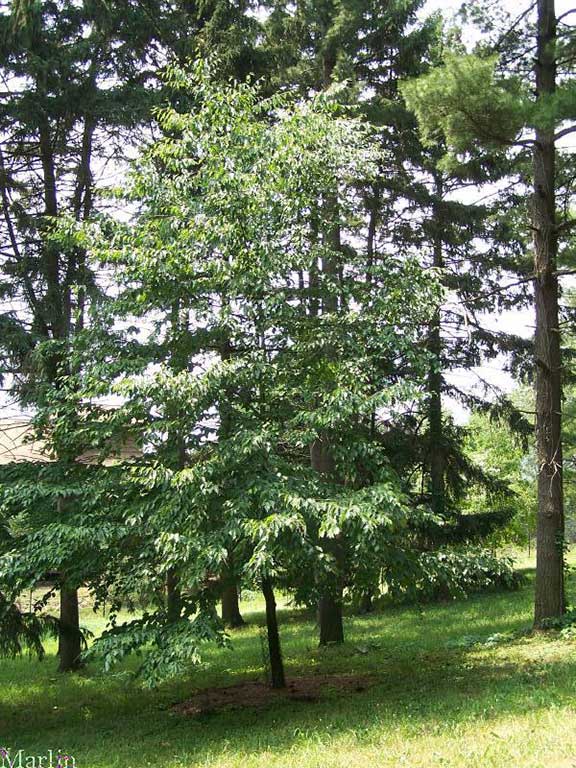 Sweet Birch