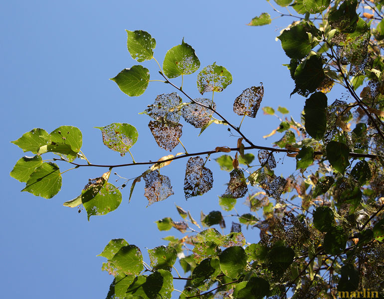skeletonized little-leaf linden foliage