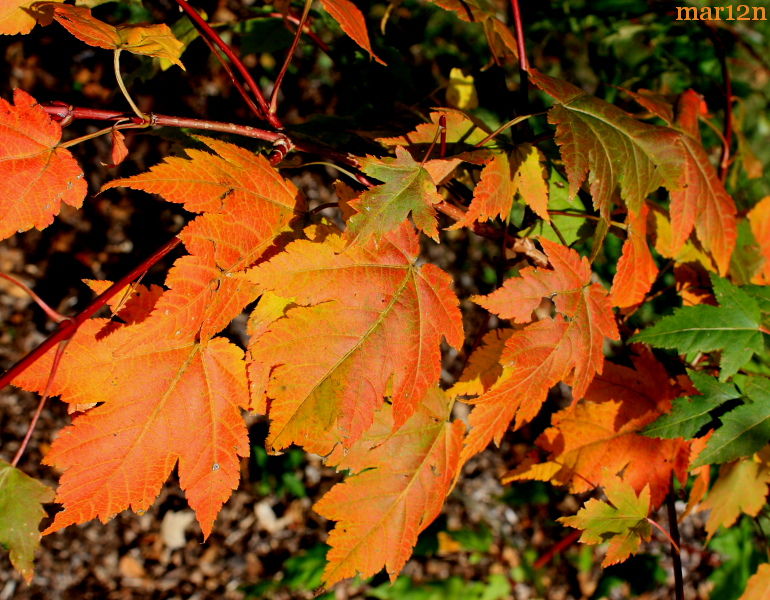 Tschonoski Maple fall foliage