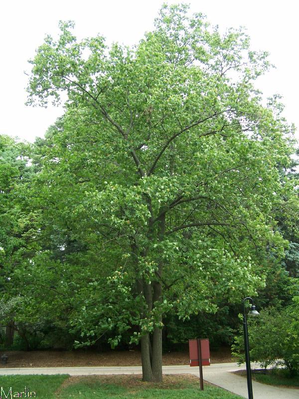 Tulip Tree - Liriodendron tulipifera