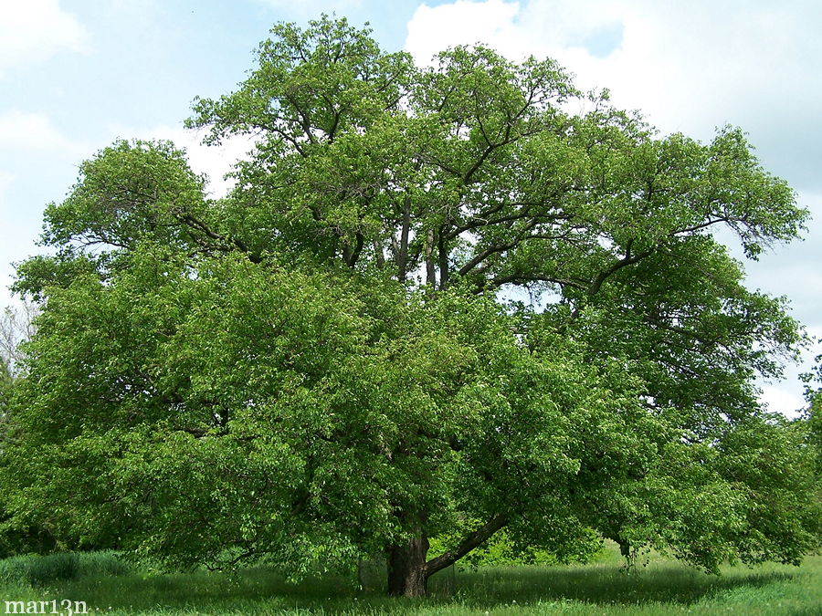 Ussurian Pear