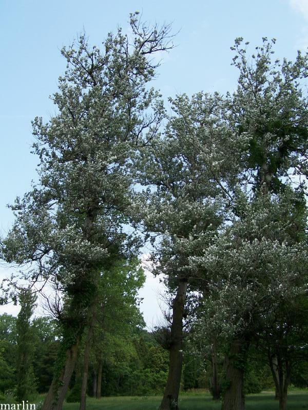 White Poplar
