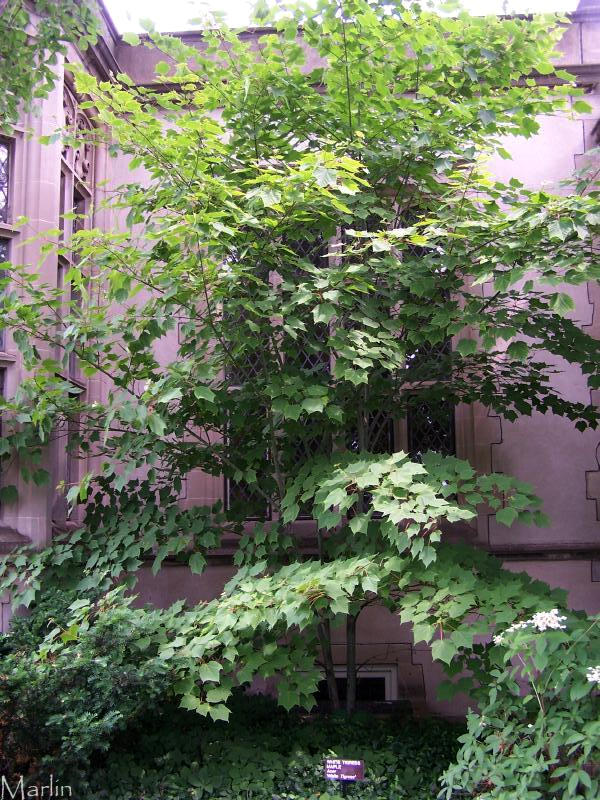 White Tigress Maple