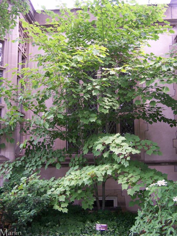 White Tigress Maple