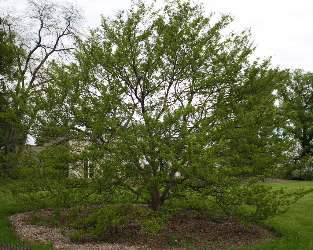 Green Hawthorn