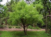 Winterberry Euonymus - Euonymus bungeanus