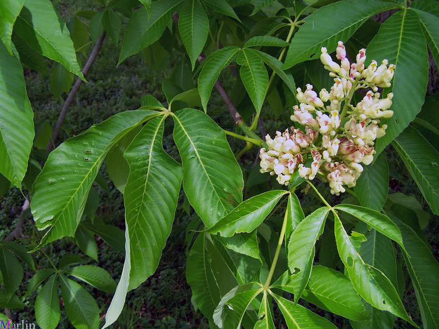 Yellow Buckeye foliage and flowers