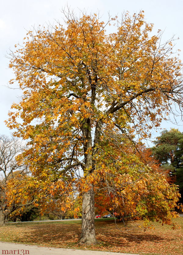 yellow buckeye in autumn