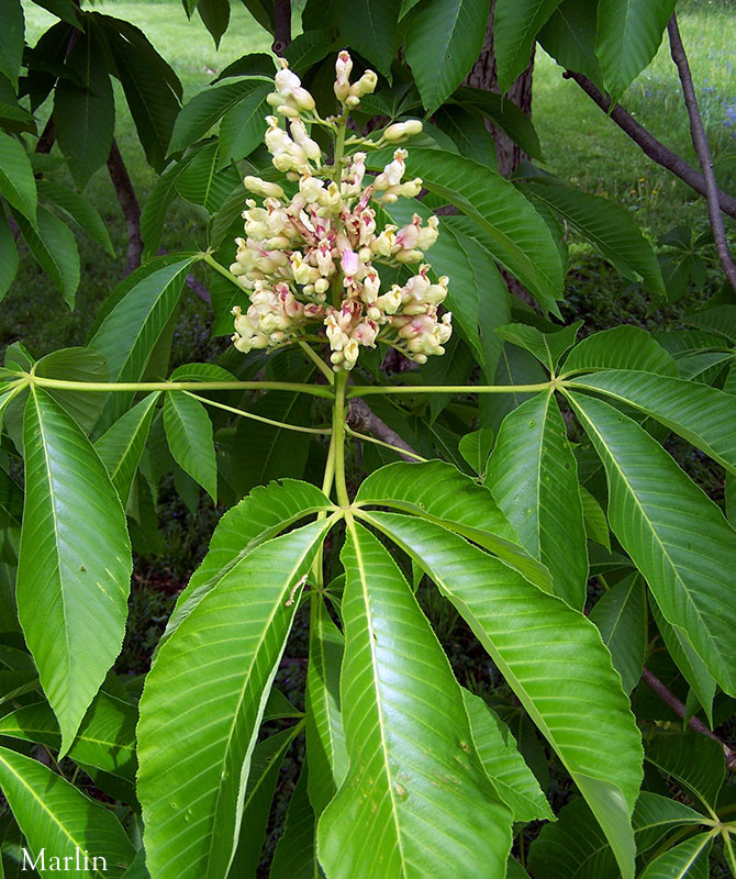 Yellow buckeye foliage and flowers