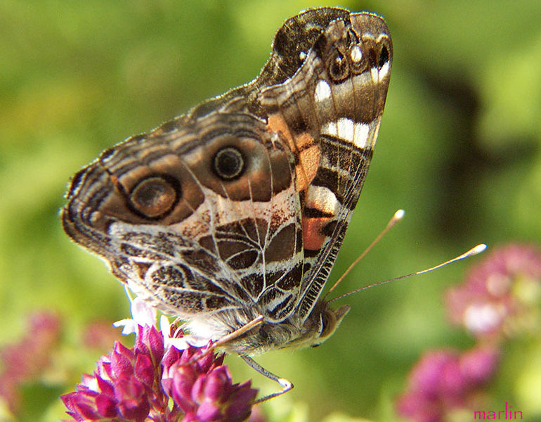 American Painted Lady butterfly AKA American Lady