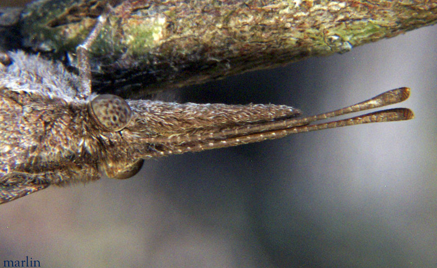 American Snout Butterfly Head and Antennae Detail
