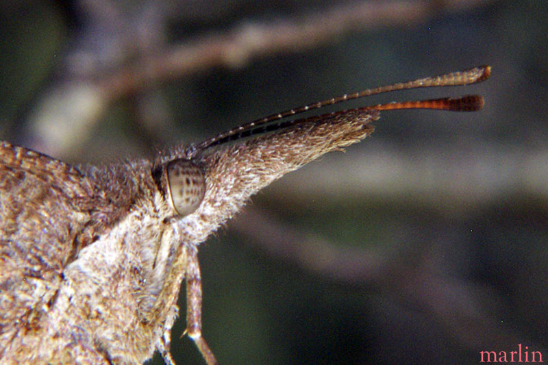 American Snout Butterfly Head and Antennae Detail