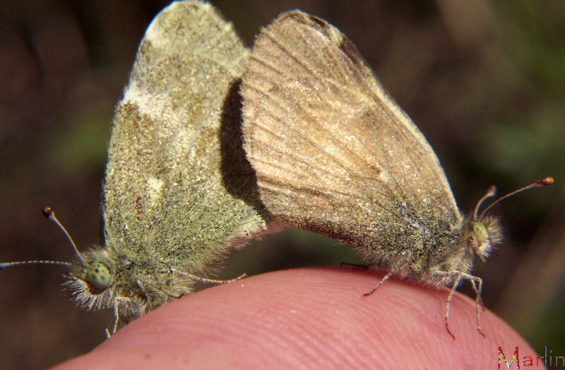 Dwarf Yellow Butterfly