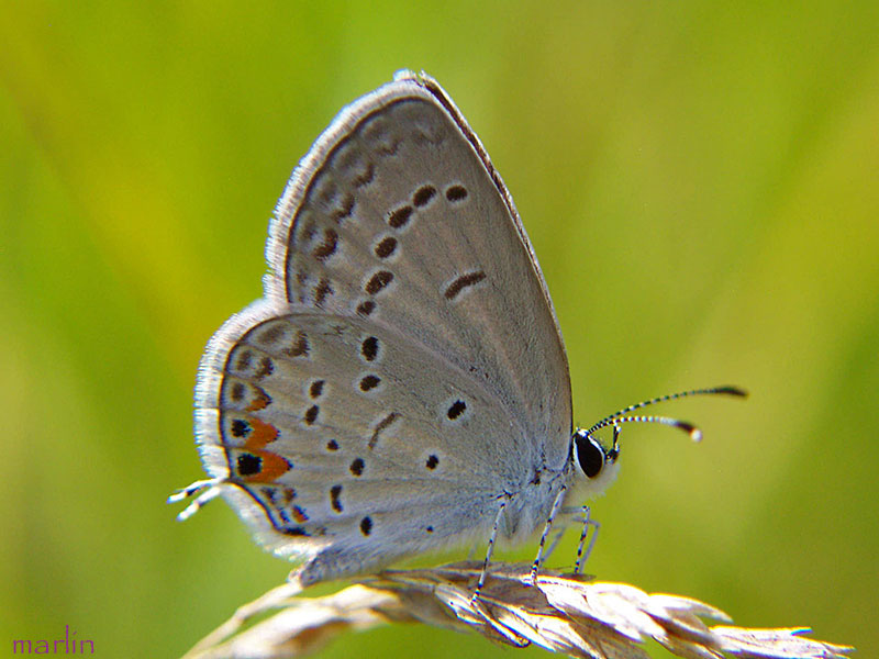 Eastern Tailed Blue Butterfly -  Everes comyntas 