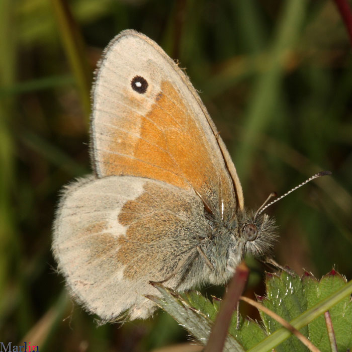 Inornate&nbsp;Ringlet Butterfly