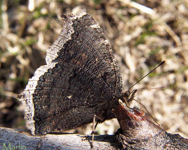 Mourning Cloak Butterfly
