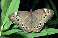 image: Pearly Eye Butterfly