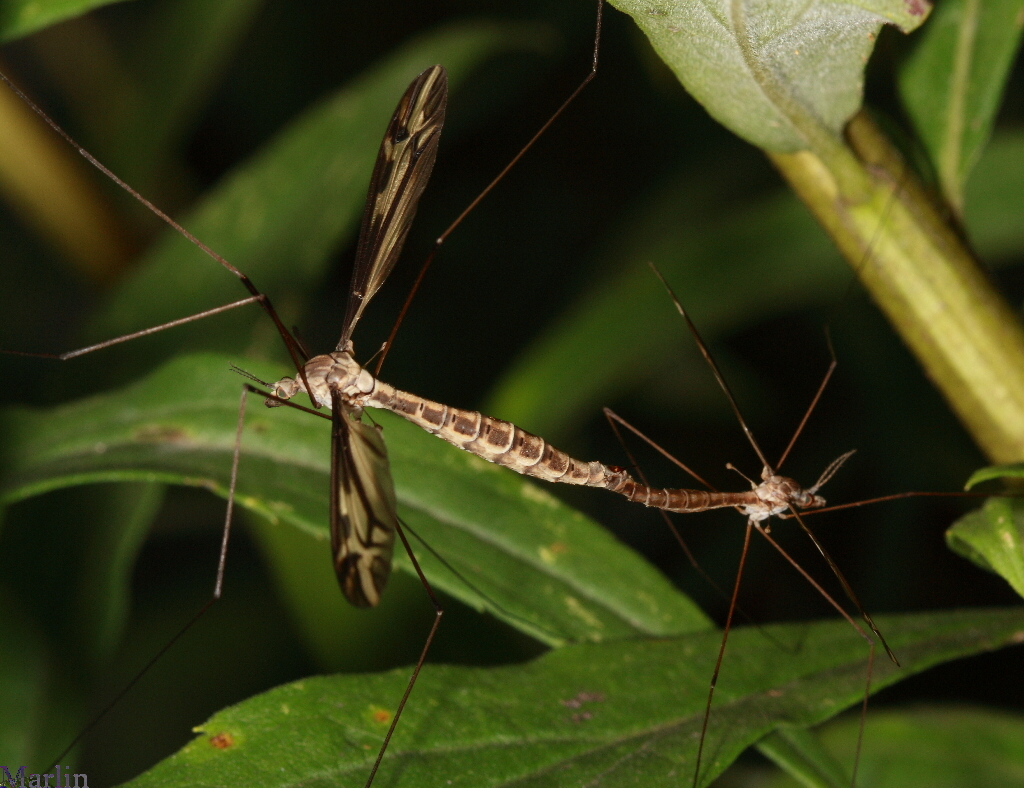 Crane Fly -&nbsp;Tipula furca
