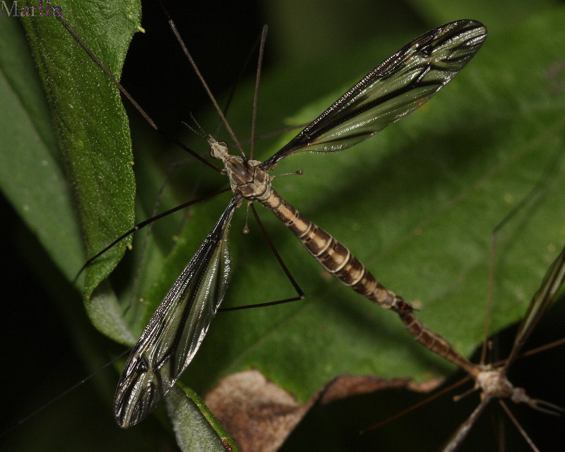 Crane Fly -&nbsp;Tipula furca