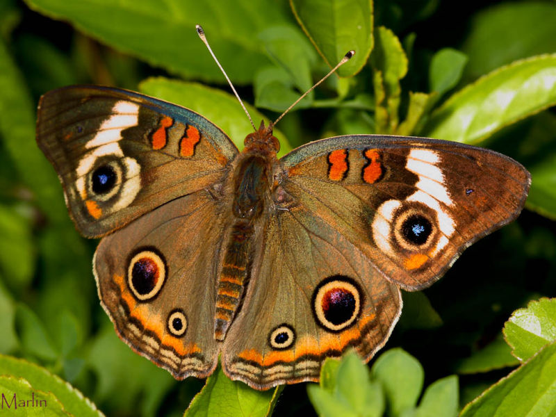 Buckeye Butterfly