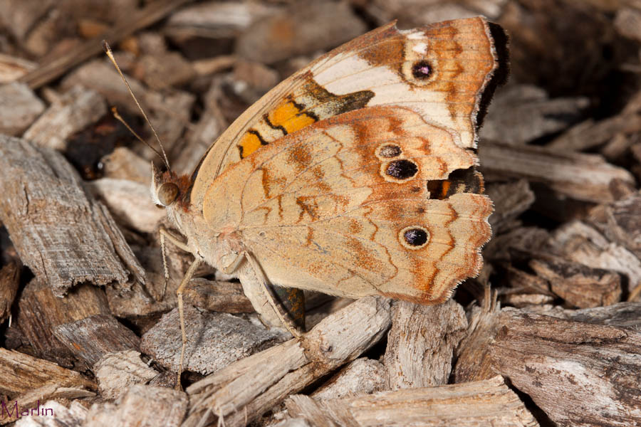 Buckeye Butterfly