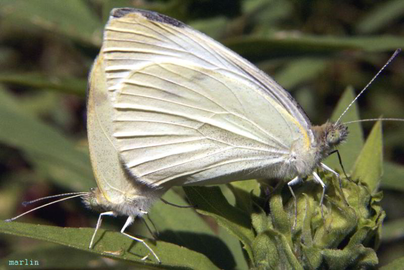 Mated Cabbage Whites