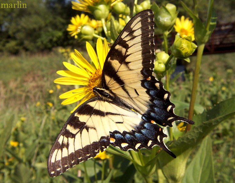 Eastern Tiger Swallowtail - Papilio glaucus