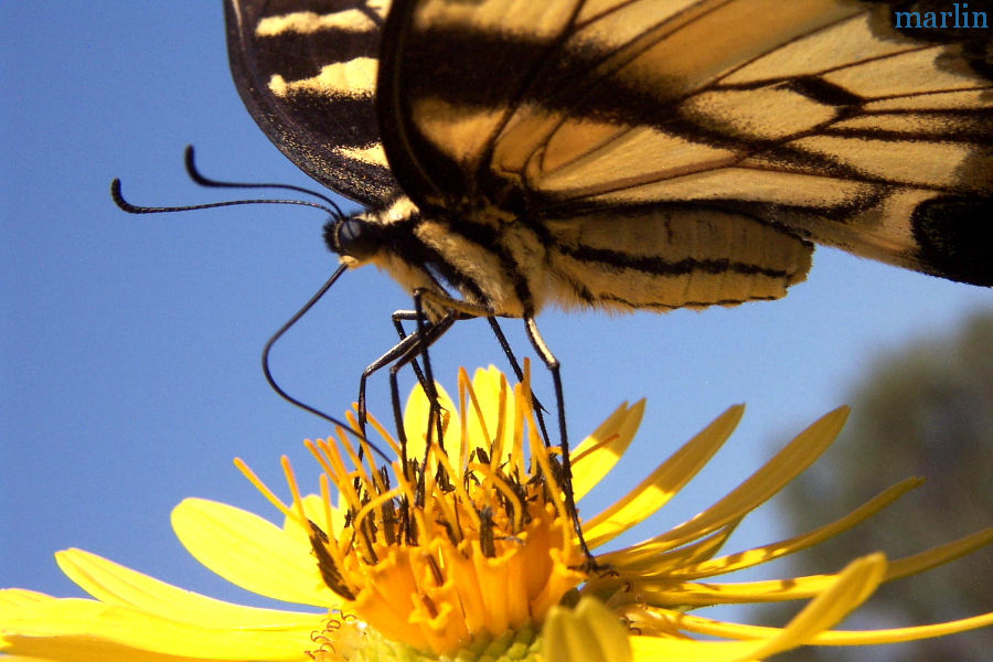 Eastern Tiger Swallowtail - Papilio glaucus