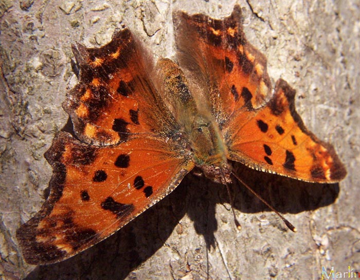 Early spring (overwintered) Eastern Comma Butterfly - Polygonia comma