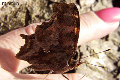 Friendly butterfly