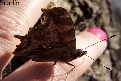 Friendly butterfly