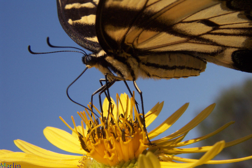 Tiger Swallowtail