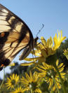 Eastern Tiger Swallowtail