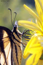 Eastern Tiger Swallowtail
