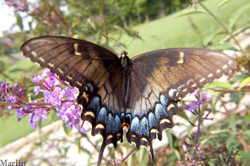 Eastern Tiger Swallowtail Butterfly - Black Female Form - Papilio glaucus