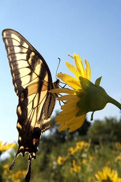 Eastern Tiger Swallowtail