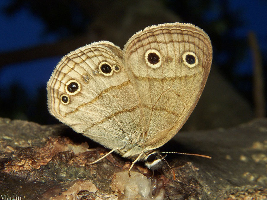Little Wood Satyr
