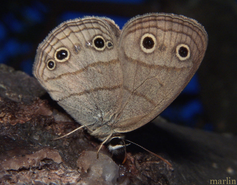 Little Wood Satyr Butterfly