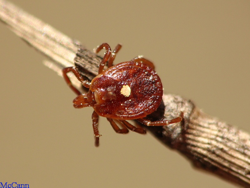 Lone Star Tick