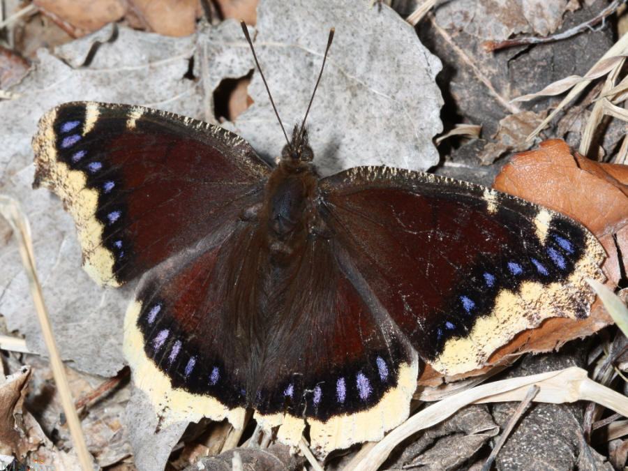 Mourning Cloak - Nymphalis antiopa Mourning Cloak - Nymphalis antiopa