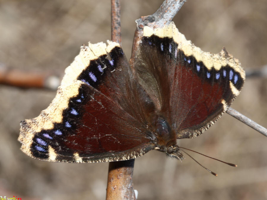 Mourning Cloak - Nymphalis antiopa Mourning Cloak - Nymphalis antiopa