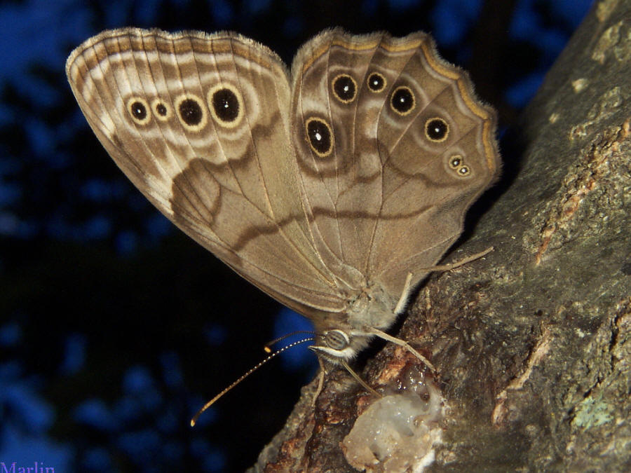 Northern Pearly Eye Butterfly - Enodia anthedon