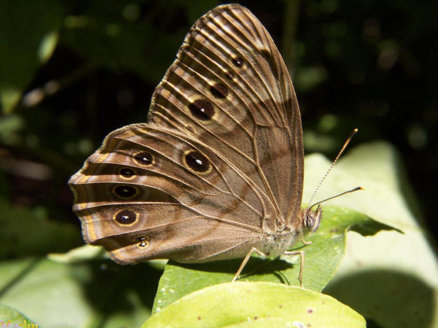 Northern Pearly Eye Butterfly - Enodia anthedon